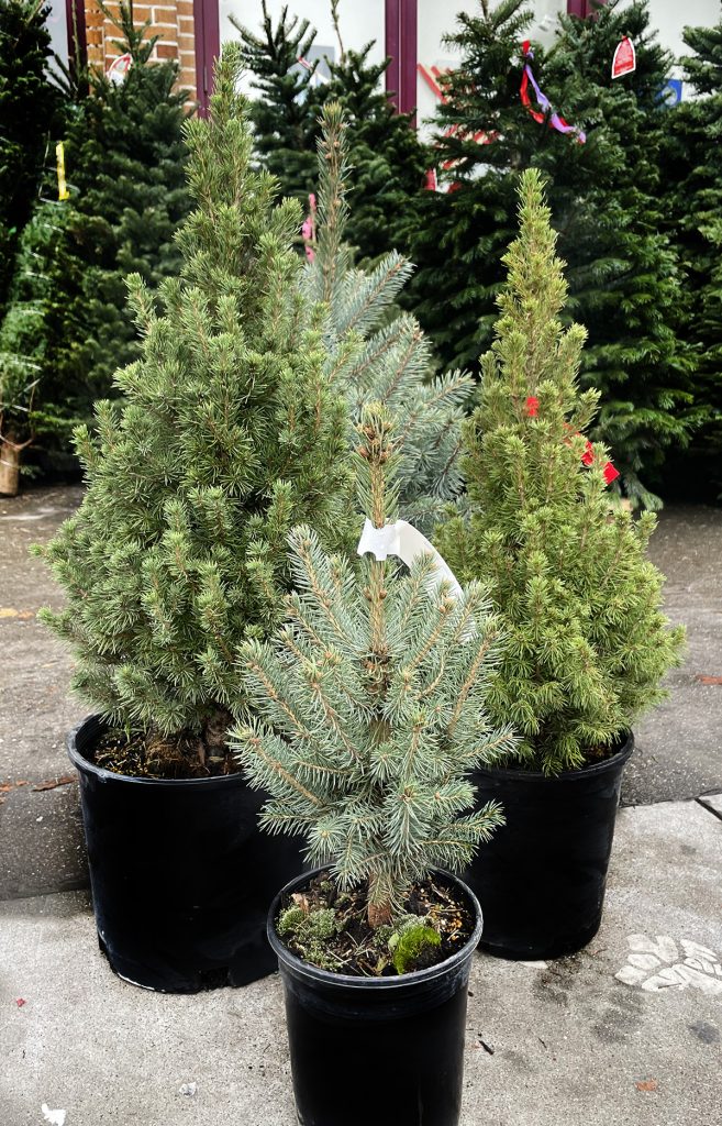 7 Ways To Get Live Christmas Trees Delivered Potted